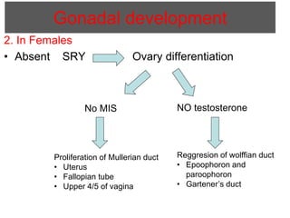 Disorders of sex development | PPTX