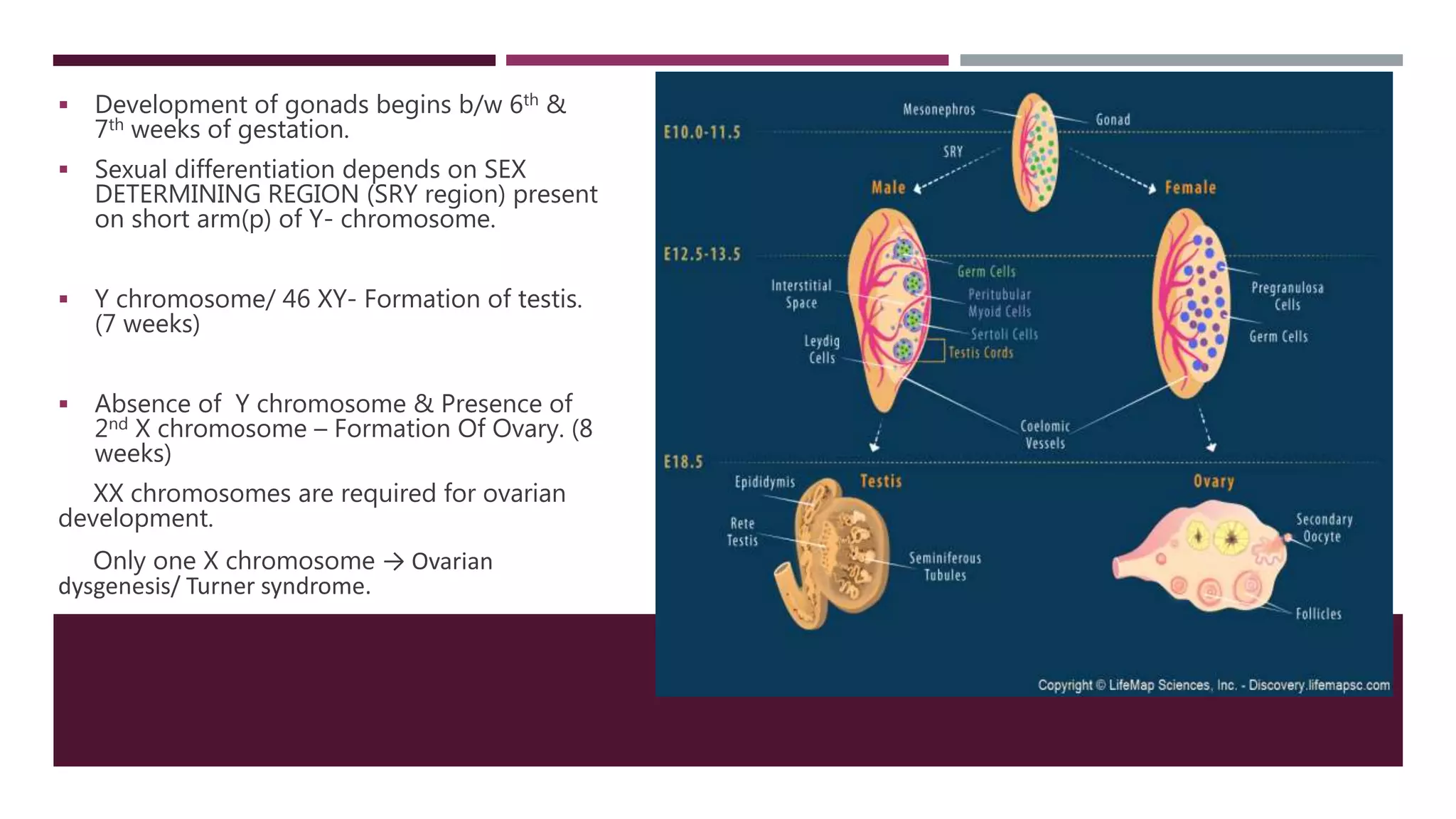 Disorders of sexual development | PPTX