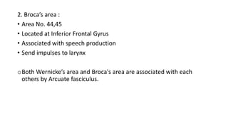 2. Broca’s area :
• Area No. 44,45
• Located at Inferior Frontal Gyrus
• Associated with speech production
• Send impulses to larynx
oBoth Wernicke’s area and Broca's area are associated with each
others by Arcuate fasciculus.
 