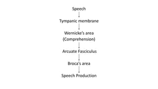 Speech
Tympanic membrane
Wernicke’s area
(Comprehension)
Arcuate Fasciculus
Broca’s area
Speech Production
 