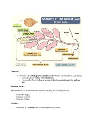 Comprehensive Overview of Breast Disorders: Embryology, Anatomy, and ...