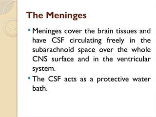 The Meninges
 Meninges cover the brain tissues and
have CSF circulating freely in the
subarachnoid space over the whole
CNS surface and in the ventricular
system.
 The CSF acts as a protective water
bath.
 
