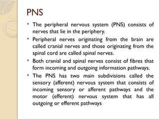 PNS
 The peripheral nervous system (PNS) consists of
nerves that lie in the periphery.
 Peripheral nerves originating from the brain are
called cranial nerves and those originating from the
spinal cord are called spinal nerves.
 Both cranial and spinal nerves consist of fibres that
form incoming and outgoing information pathways.
 The PNS has two main subdivisions called the
sensory (afferent) nervous system that consists of
incoming sensory or afferent pathways and the
motor (efferent) nervous system that has all
outgoing or efferent pathways
 