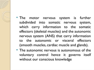  The motor nervous system is further
subdivided into somatic nervous system,
which carry information to the somatic
effectors (skeletal muscles) and the autonomic
nervous system (ANS) that carry information
to the autonomic or visceral effectors
(smooth muscles, cardiac muscle and glands).
 The autonomic nervous is autonomous of the
voluntary control hence it governs itself
without our conscious knowledge
 