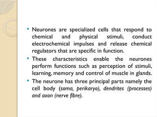  Neurones are specialized cells that respond to
chemical and physical stimuli, conduct
electrochemical impulses and release chemical
regulators that are specific in function.
 These characteristics enable the neurones
perform functions such as perception of stimuli,
learning, memory and control of muscle in glands.
 The neurone has three principal parts namely the
cell body (soma, perikaryo), dendrites (processes)
and axon (nerve fibre).
 