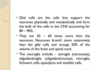  Glial cells are the cells that support the
neurones physically and metabolically and form
the bulk of the cells in the CNS accounting for
80 – 90%.
 They are 50 – 60 times more than the
neurones. Neurones branch more extensively
than the glial cells and occupy 50% of the
volume of the brain and spinal cord.
 The neuroglia include: - astroglia (astrocytes),
oligodendroglia (oligodendrocytes), microglia,
Schwann cells, ependyma and satellite cells.
 