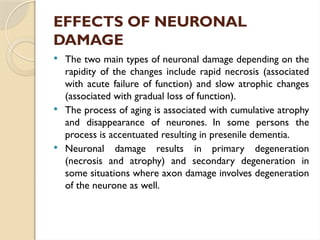 EFFECTS OF NEURONAL
DAMAGE
 The two main types of neuronal damage depending on the
rapidity of the changes include rapid necrosis (associated
with acute failure of function) and slow atrophic changes
(associated with gradual loss of function).
 The process of aging is associated with cumulative atrophy
and disappearance of neurones. In some persons the
process is accentuated resulting in presenile dementia.
 Neuronal damage results in primary degeneration
(necrosis and atrophy) and secondary degeneration in
some situations where axon damage involves degeneration
of the neurone as well.
 