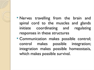  Nerves travelling from the brain and
spinal cord to the muscles and glands
initiate coordinating and regulating
responses in these structures
 Communication makes possible control;
control makes possible integration;
integration makes possible homeostasis,
which makes possible survival.
 