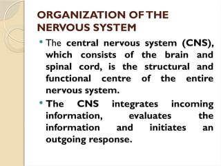 ORGANIZATION OFTHE
NERVOUS SYSTEM
 The central nervous system (CNS),
which consists of the brain and
spinal cord, is the structural and
functional centre of the entire
nervous system.
 The CNS integrates incoming
information, evaluates the
information and initiates an
outgoing response.
 