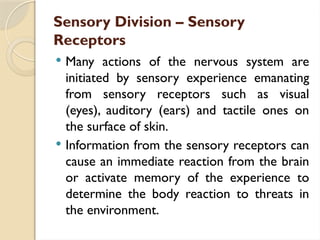 Sensory Division – Sensory
Receptors
 Many actions of the nervous system are
initiated by sensory experience emanating
from sensory receptors such as visual
(eyes), auditory (ears) and tactile ones on
the surface of skin.
 Information from the sensory receptors can
cause an immediate reaction from the brain
or activate memory of the experience to
determine the body reaction to threats in
the environment.
 
