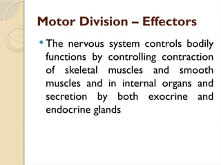 Motor Division – Effectors
 The nervous system controls bodily
functions by controlling contraction
of skeletal muscles and smooth
muscles and in internal organs and
secretion by both exocrine and
endocrine glands
 