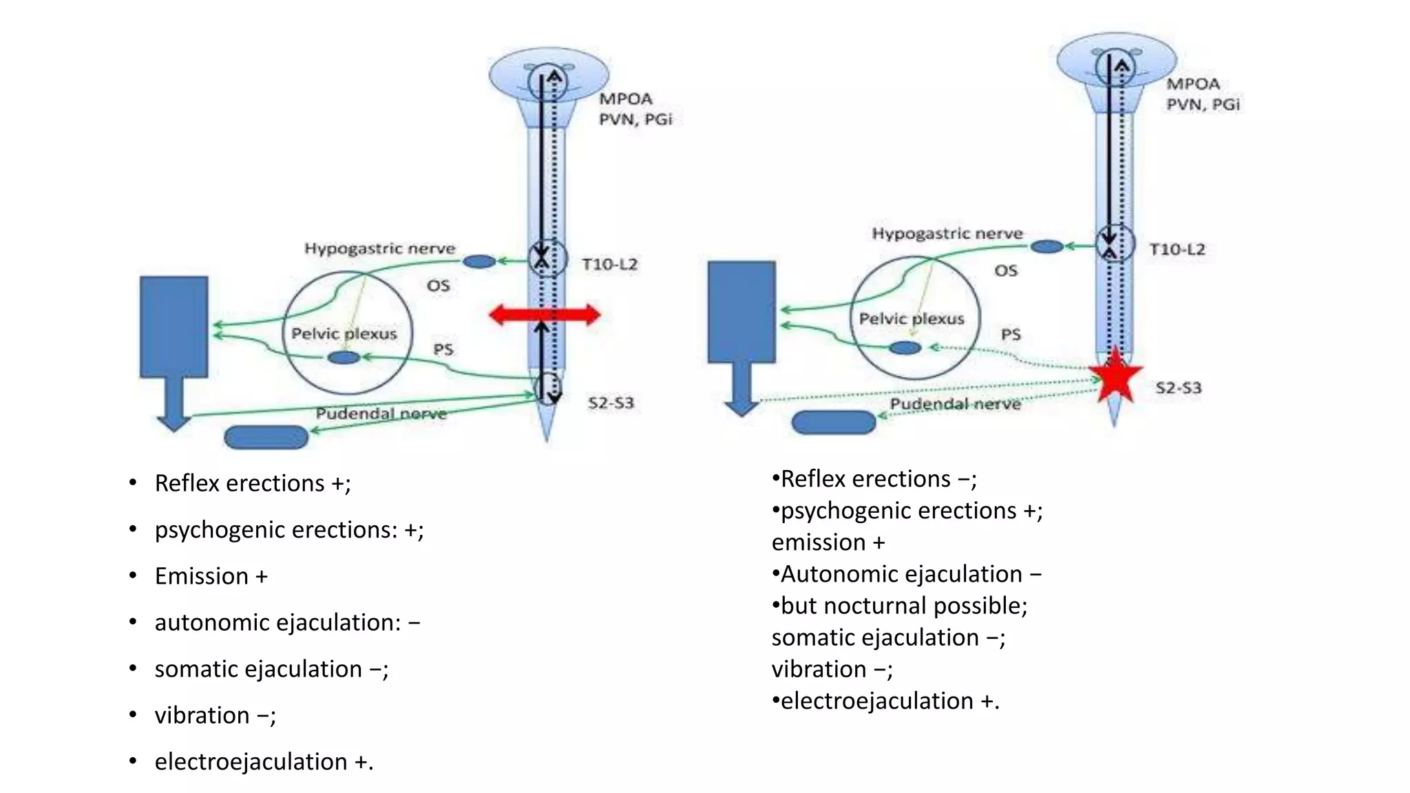 Biph System Setup Disorders of the male urogenital system | PPT