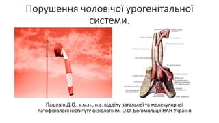 Disorders of the male urogenital system Slide 1