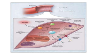Disorders of the male urogenital system Slide 33