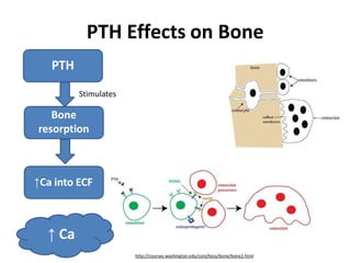 PTH Effects on Bone
PTH
Stimulates
Bone
resorption
↑Ca into ECF
↑ Ca
http://courses.washington.edu/conj/bess/bone/bone2.html
 