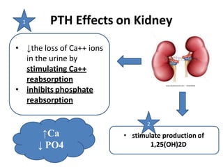 PTH Effects on Kidney
• ↓the loss of Ca++ ions
in the urine by
stimulating Ca++
reabsorption
• inhibits phosphate
reabsorption
• stimulate production of
1,25(OH)2D
↑Ca
↓ PO4
1
2
 