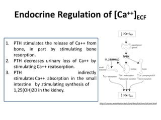 Endocrine Regulation of [Ca++]ECF
http://courses.washington.edu/conj/bess/calcium/calcium.html
1. PTH stimulates the release of Ca++ from
bone, in part by stimulating bone
resorption.
2. PTH decreases urinary loss of Ca++ by
stimulating Ca++ reabsorption.
3. PTH
stimulates
intestine
indirectly
Ca++ absorption in the small
by stimulating synthesis of
1,25(OH)2D in the kidney.
 