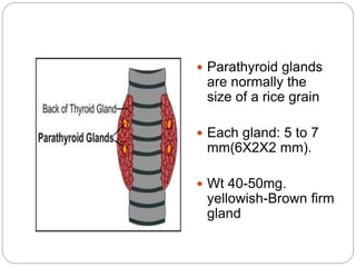  Parathyroid glands
are normally the
size of a rice grain
 Each gland: 5 to 7
mm(6X2X2 mm).
 Wt 40-50mg.
yellowish-Brown firm
gland
 