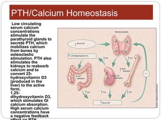 PTH/Calcium Homeostasis
Low circulating
serum calcium
concentrations
stimulate the
parathyroid glands to
secrete PTH, which
mobilizes calcium
from bones by
osteoclastic
stimulation. PTH also
stimulates the
kidneys to reabsorb
calcium and to
convert 25-
hydroxyvitamin D3
(produced in the
liver) to the active
form,
1,25-
dihydroxyvitamin D3,
which stimulates GI
calcium absorption.
High serum calcium
concentrations have
a negative feedback
 
