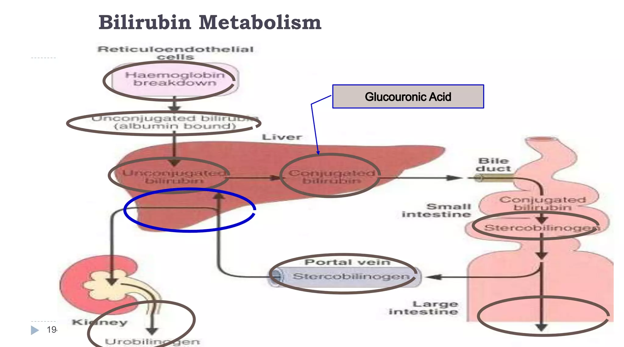 Bilirubin Metabolism
194
 