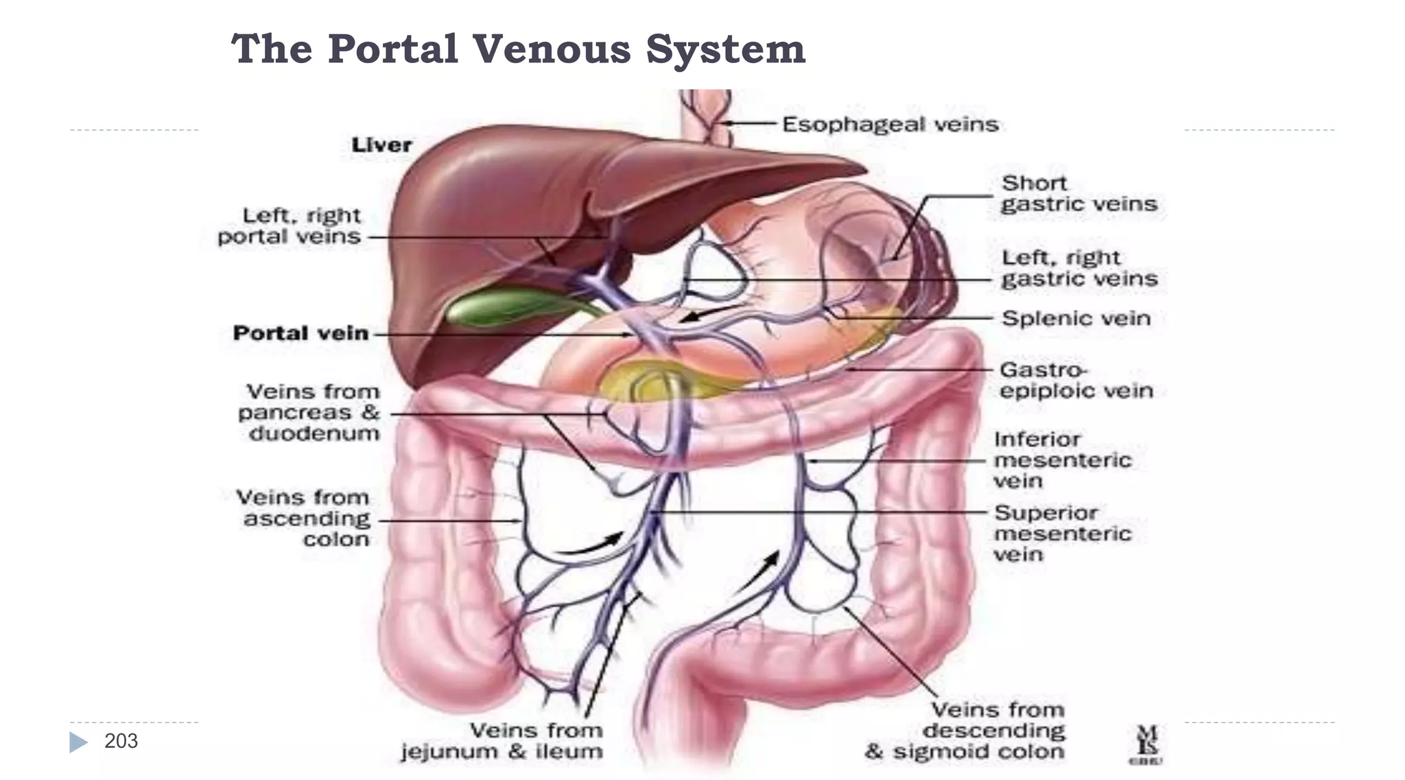 The Portal Venous System
203
 