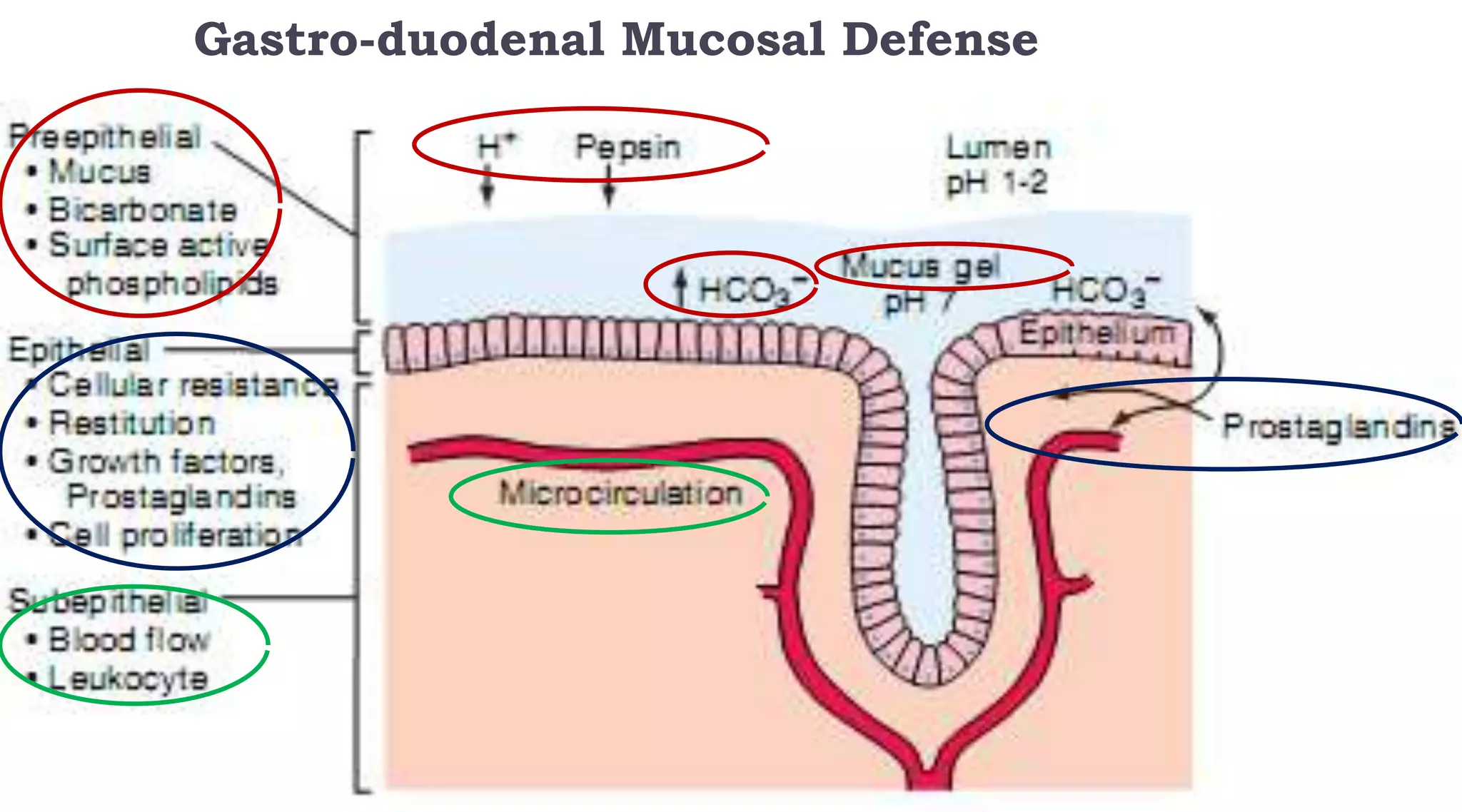 Gastro-duodenal Mucosal Defense
77
 