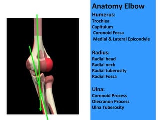 Anatomy Elbow
Humerus:
Trochlea
Capitulum
Coronoid Fossa
Medial & Lateral Epicondyle
Radius:
Radial head
Radial neck
Radial tuberosity
Radial Fossa
Ulna:
Coronoid Process
Olecranon Process
Ulna Tuberosity
 