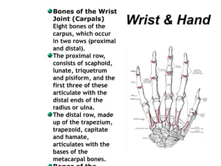 Wrist & Hand
Bones of the Wrist
Joint (Carpals)
Eight bones of the
carpus, which occur
in two rows (proximal
and distal).
The proximal row,
consists of scaphoid,
lunate, triquetrum
and pisiform, and the
first three of these
articulate with the
distal ends of the
radius or ulna.
The distal row, made
up of the trapezium,
trapezoid, capitate
and hamate,
articulates with the
bases of the
metacarpal bones.
 