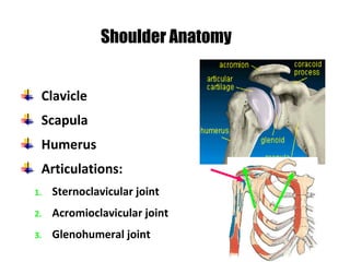 Clavicle
Scapula
Humerus
Articulations:
1. Sternoclavicular joint
2. Acromioclavicular joint
3. Glenohumeral joint
Shoulder Anatomy
 