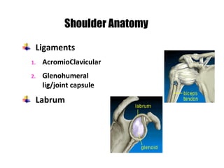 Ligaments
1. AcromioClavicular
2. Glenohumeral
lig/joint capsule
Labrum
Shoulder Anatomy
 
