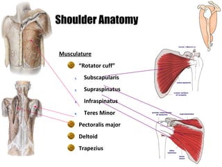 Musculature
“Rotator cuff”
1. Subscapularis
2. Supraspinatus
3. Infraspinatus
4. Teres Minor
Pectoralis major
Deltoid
Trapezius
Shoulder Anatomy
 