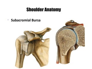 •
Subacromial Bursa
Shoulder Anatomy
 