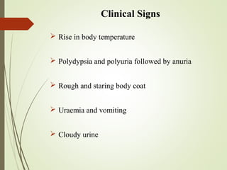 Polyuria Signs Disorders of urinary system | PPT