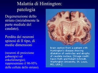 Malattia di Hintington:
patologia
Degenerazione dello
striato (inizialmente la
parte mediale del
caudato).
Perdita dei neuroni
spinosi di II tipo, di
medie dimensioni
(neuroni di proiezione
gabaergici ed
enkefalinergici;
rappresentano il 90-95%
delle cellule dello striato).
 