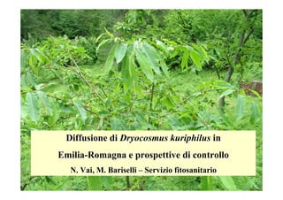 Diffusione di Dryocosmus kuriphilus in
Emilia-Romagna e prospettive di controllo
  N. Vai, M. Bariselli – Servizio fitosanitario
 