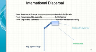 International Dispersal
From America to Europe ---------------------------Puccinia Striformis
From Newzealand to Austrslia--------------------P. Striformis
From England to Denmark--------------------------Powdery Mildew of Barely

Glass with glycerine

Microscope

Fig. Spore Trap
13

 