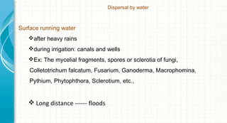Dispersal by water

Surface running water
after heavy rains
during irrigation: canals and wells
Ex: The mycelial fragments, spores or sclerotia of fungi,
Colletotrichum falcatum, Fusarium, Ganoderma, Macrophomina,
Pythium, Phytophthora, Sclerotium, etc.,

 Long distance ------ floods

 