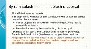 By rain splash ------------splash dispersal
•
•

•
•

Most efficient meas for bacteria.
Rain drops falling with force on sori, pustules, cankers or even soil surface
may splash the propagules
– in small droplets and enable them to land on neighbouring healthy
susceptible surfaces or
– the water droplets may be carried to long distances by air.
Ex: Bacterial leaf spot of rice (Xanthomonas campestris pv. oryzae),
Bacterial leaf streak of rice (Xanthomonas campestris pv. oryzicola)
Fungal spores and bacteria present in the air or plant surface are washed
downward by rain splash or drops from overhead irrigation and are
deposited on susceptible healthy plants.
15

 