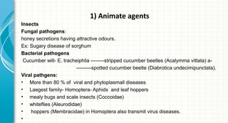 1) Animate agents
Insects
Fungal pathogens:
honey secretions having attractive odours.
Ex: Sugary disease of sorghum
Bacterial pathogens
Cucumber wilt- E. tracheiphila --------stripped cucumber beetles (Acalymma vittata) a---------spotted cucumber beetle (Diabrotica undecimipunctata).
Viral pathgens:
• More than 80 % of viral and phytoplasmall diseases
• Laegest family- Homoptera- Aphids and leaf hoppers
• mealy bugs and scale insects (Coccoidae)
• whiteflies (Aleurodidae)
•
hoppers (Membracidae) in Homoptera also transmit virus diseases.
•

 