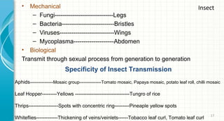 •

Mechanical
– Fungi-----------------------------Legs
– Bacteria--------------------------Bristles
– Viruses---------------------------Wings
– Mycoplasma--------------------Abdomen
• Biological
Transmit through sexual process from generation to generation

Insect

Specificity of Insect Transmission
Aphids----------------Mosaic group---------------Tomato mosaic, Papaya mosaic, potato leaf roll, chilli mosaic
Leaf Hopper---------Yellows ---------------------------------Tungro of rice
Thrips------------------Spots with concentric ring---------Pineaple yellow spots
Whiteflies-------------Thickening of veins/veinlets------Tobacco leaf curl, Tomato leaf curl

17

 