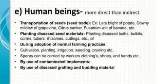 e) Human beings- more direct than indirect
•
•
•
•
•
•
•

Transportation of seeds (seed trade): Ex: Late blight of potato, Downy
mildew of grapevine, Citrus canker, Fusarium wilt of banana, etc.
Planting diseased seed materials: Planting diseased bulbs, bulbils,
corms, tubers, rhizomes, cuttings, etc., of
During adoption of normal farming practices:
Cultivation, planting, irrigation, weeding, pruning etc.,
Spores can be carried by workers clothing’s, shoes, and hands etc.,
By use of contaminated implements:
By use of diseased grafting and budding material

 