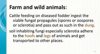 Farm and wild animals:
Cattle feeding on diseased fodder ingest the
viable fungal propagules (spores or oospores
or sclerotia) and pass out as such in the dung.
soil inhabiting fungi especially sclerotia adhere
to the hoofs and legs of animals and get
transported to other places.
21

 