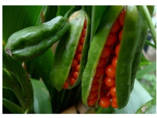 Okra Exploding Dispersal | PPTX