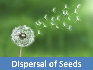 Dispersal of Seeds
 