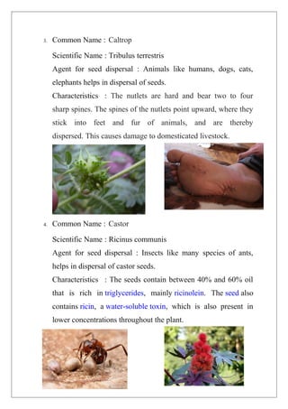 Dispersal of seeds by animals