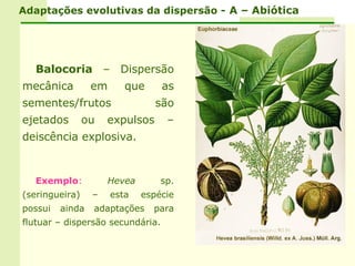 Adaptações evolutivas da dispersão - A – Abiótica




  Balocoria – Dispersão
mecânica         em      que      as
sementes/frutos                  são
ejetados        ou   expulsos      –
deiscência explosiva.



  Exemplo:            Hevea       sp.
(seringueira)    –    esta    espécie
possui   ainda   adaptações     para
flutuar – dispersão secundária.
 