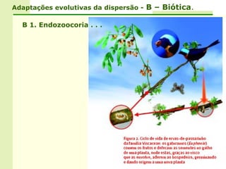 Adaptações evolutivas da dispersão - B – Biótica.

  B 1. Endozoocoria . . .
 
