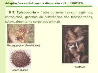 Adaptações evolutivas da dispersão - B – Biótica.


  B 3. Epizoocoria – frutos ou sementes com espinhos,
carrapichos, ganchos ou substâncias são transportados,
eventualmente no corpo dos animais.




 Harpagophytum (Pedaliaceae)




                                           Xanthium
    Galium aparine
 