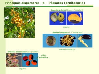 Principais dispersores - a – Pássaros (ornitocoria)

                                                Copaifera duckei Dwyer. (“copaíba”)




                                                             Legume


                                                 Gustavia augusta L. (“jeniparana”)




                                                         Pixídio indeiscente
 Ormosia paraensis Ducke (“tento”)

                                       arilo
                                     mimético




             Legume
 