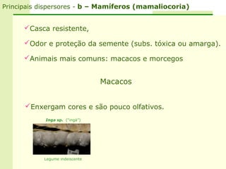 Principais dispersores - b – Mamíferos (mamaliocoria)


      Casca resistente,

      Odor e proteção da semente (subs. tóxica ou amarga).

      Animais mais comuns: macacos e morcegos


                                Macacos


      Enxergam cores e são pouco olfativos.
            Inga sp. (“ingá”)




           Legume indeiscente
 